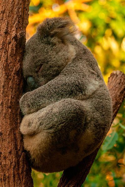 Коала спит